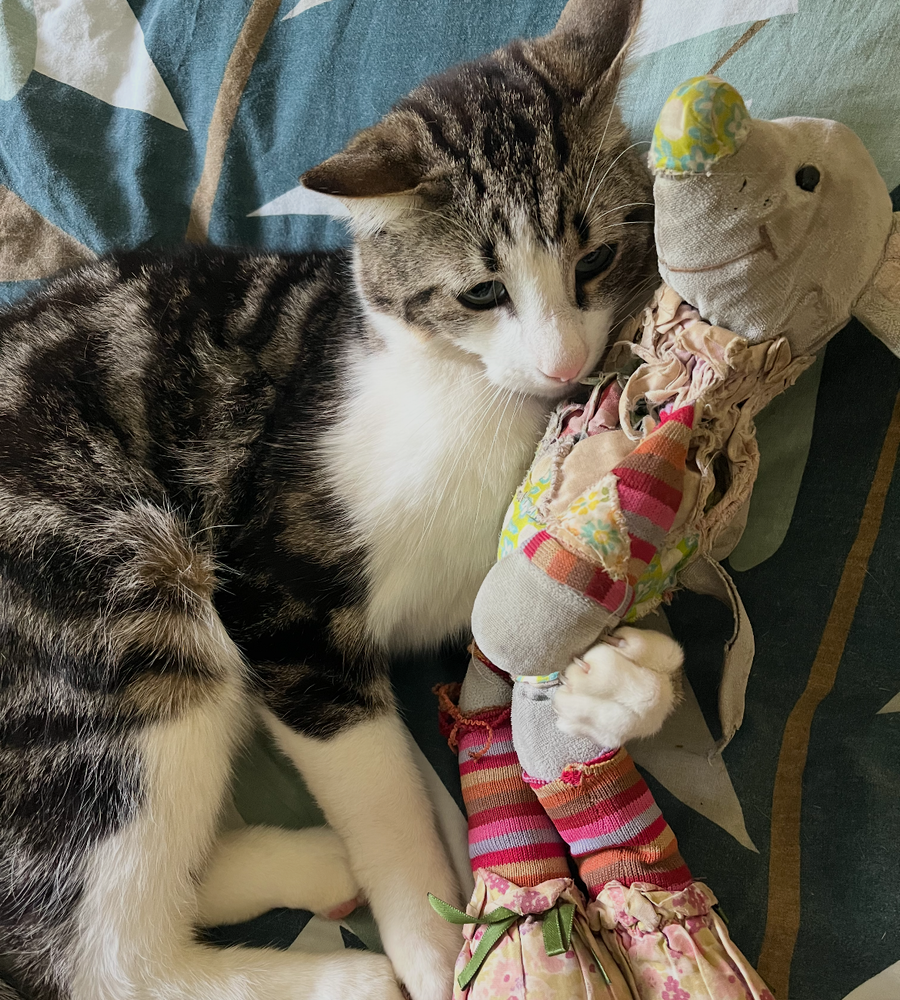 Le chat de Jean, fondateur de Portrait de Minou, avec son doudou